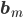 \mathbf{b}_m